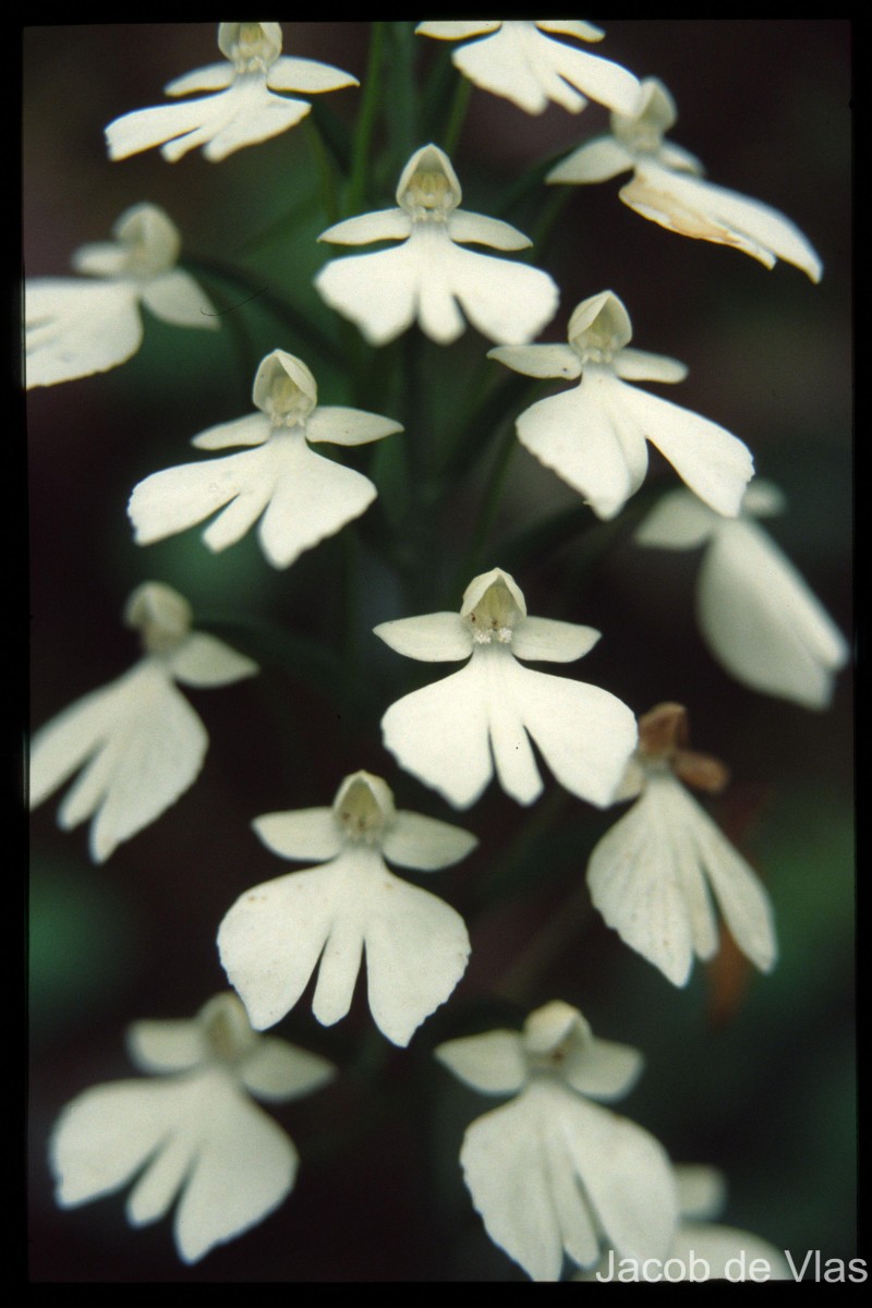 Habenaria plantaginea Lindl.